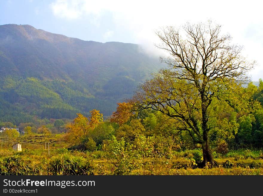 This is the tree in the autumn. This is the tree in the autumn