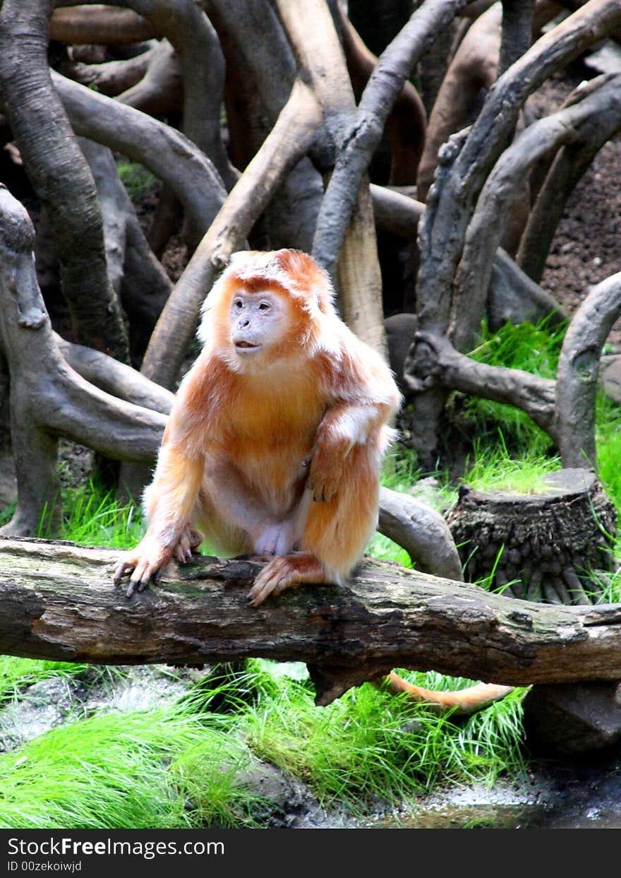 Asian monkey in Bronx Zoo. Asian monkey in Bronx Zoo.