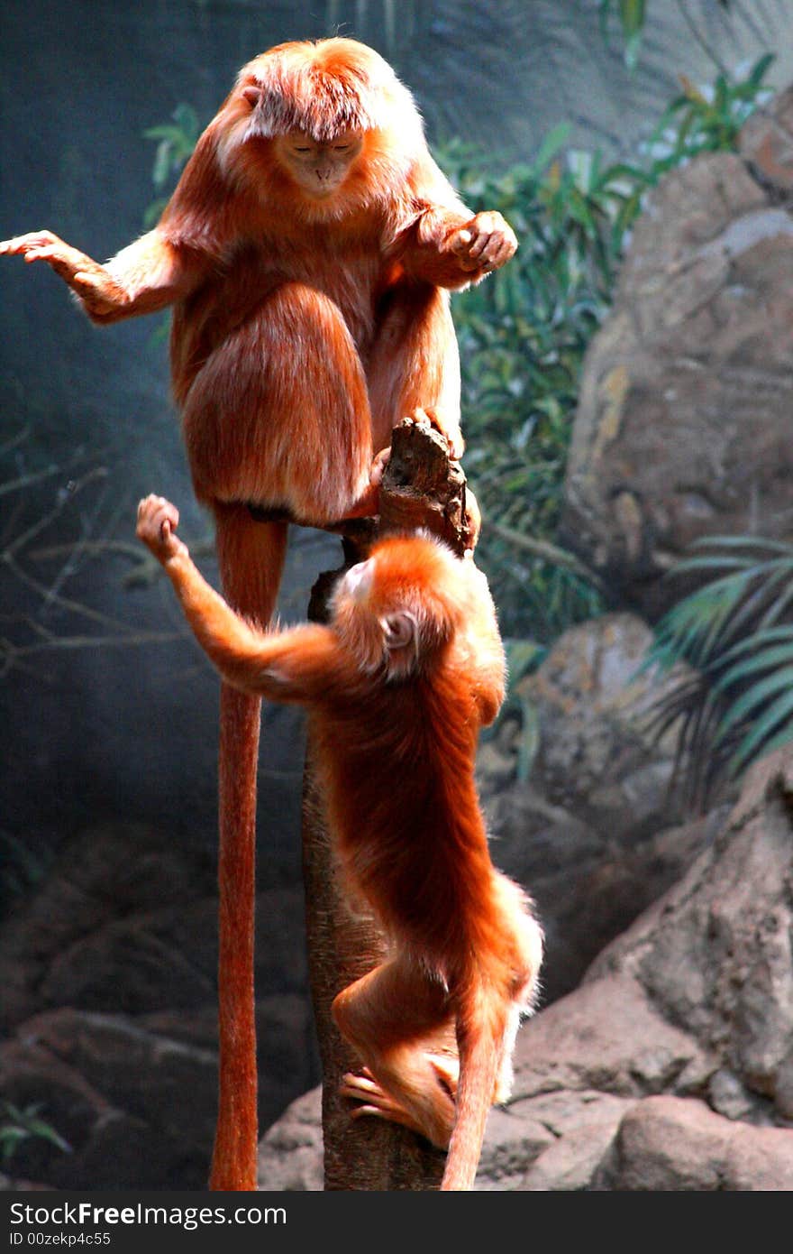 Asian monkeys in Bronx Zoo. Asian monkeys in Bronx Zoo.