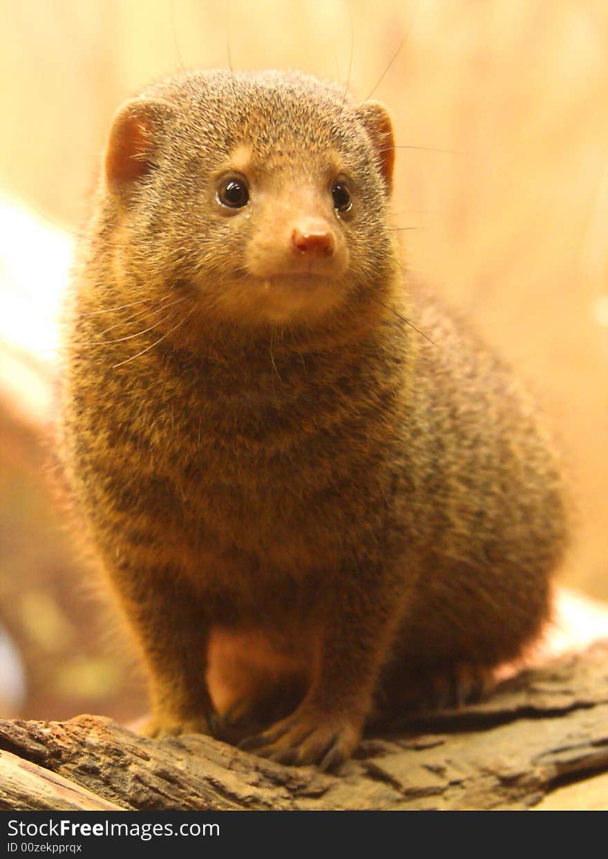 Little Rodent in Bronx Zoo.