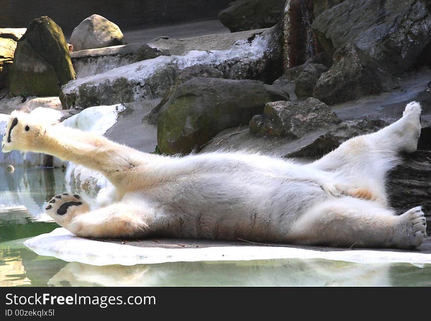 Polar Bear relaxing in Bronx Zoo.