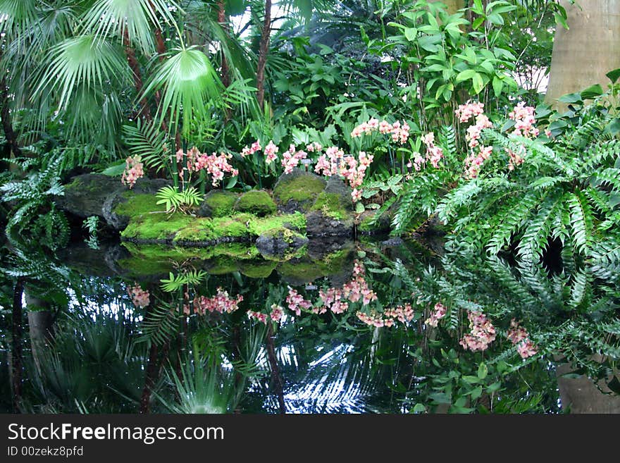 Reflections of palm trees in a pond in Bronx Botanical Gardens.