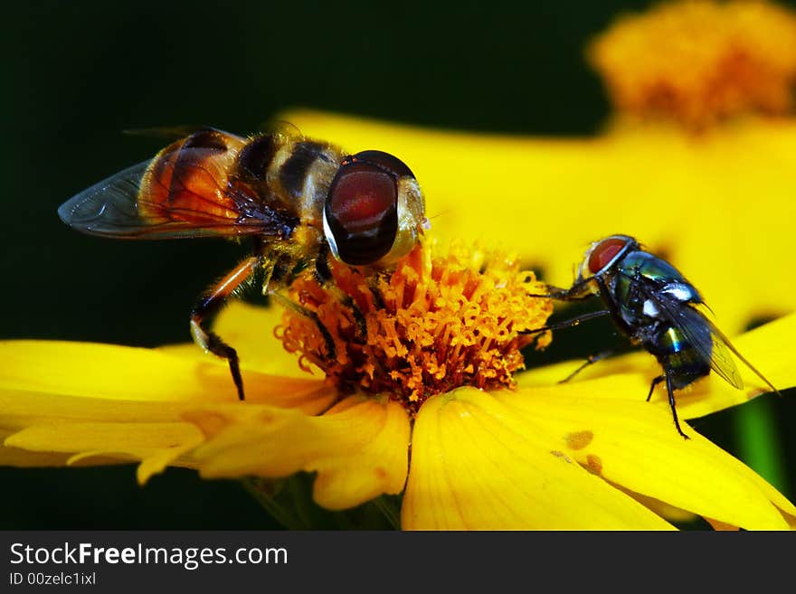 The fly and flower