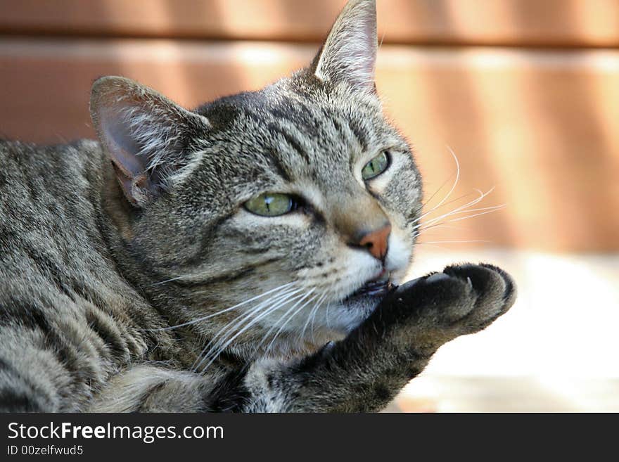 Little cat licking its pad. Little cat licking its pad.