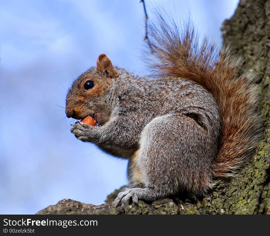 Squirrel tries to bite in hazel-nut