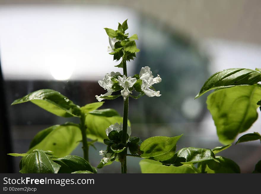 Blooming basil with water drops.