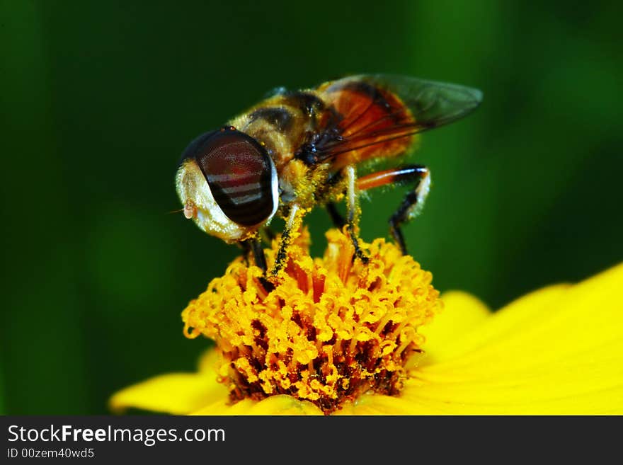 The fly and flower