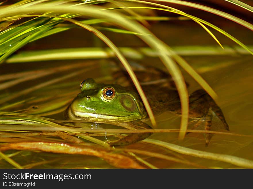 Green Frog In Pond