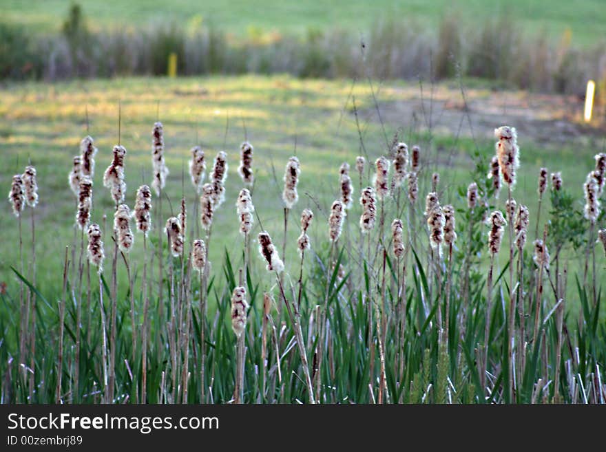 Cat tails in a field while playing golf. Cat tails in a field while playing golf