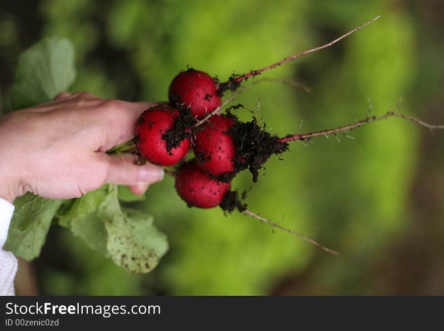 Red garden radish just from garden-bed