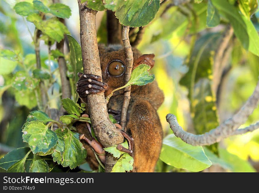 Shy Tarsier, little Monkey, not bigger than a men's fist, unique on the island Bohol Philippines. Shy Tarsier, little Monkey, not bigger than a men's fist, unique on the island Bohol Philippines