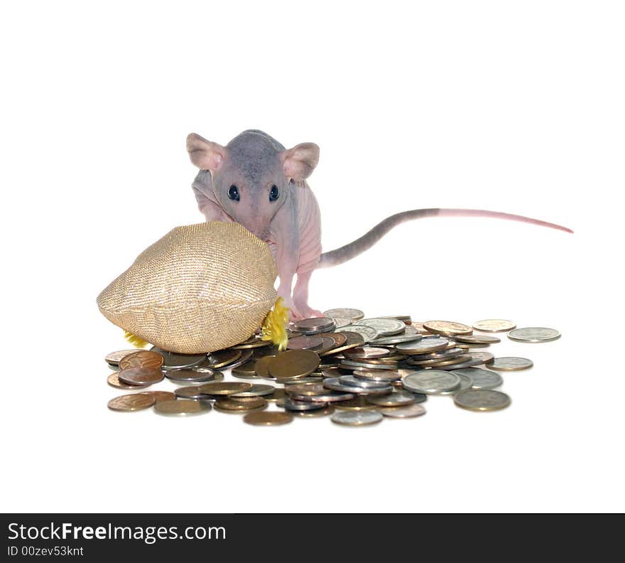 Mouse on pile of money