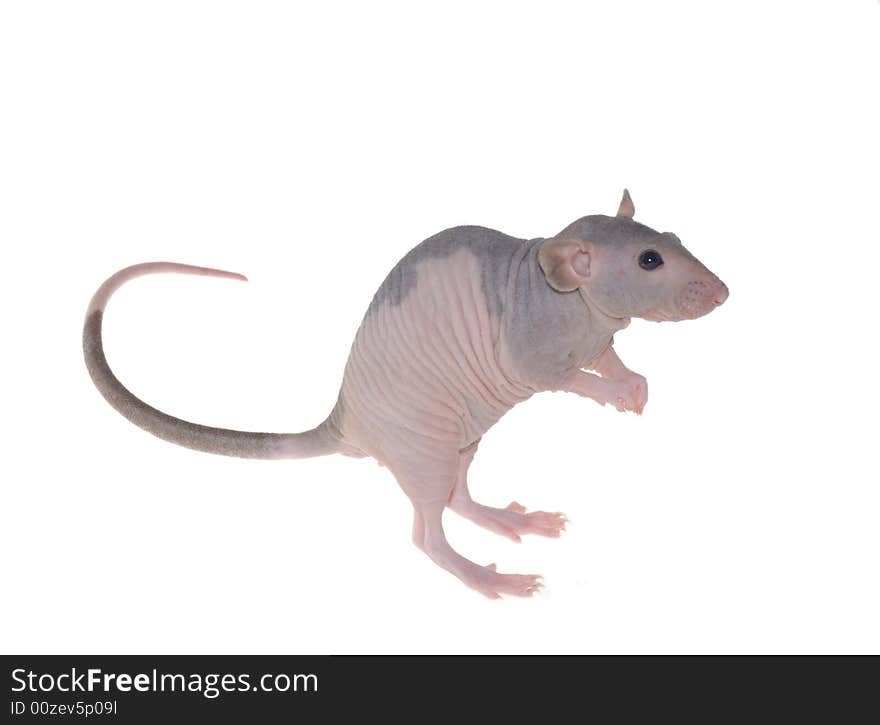 Furless rat