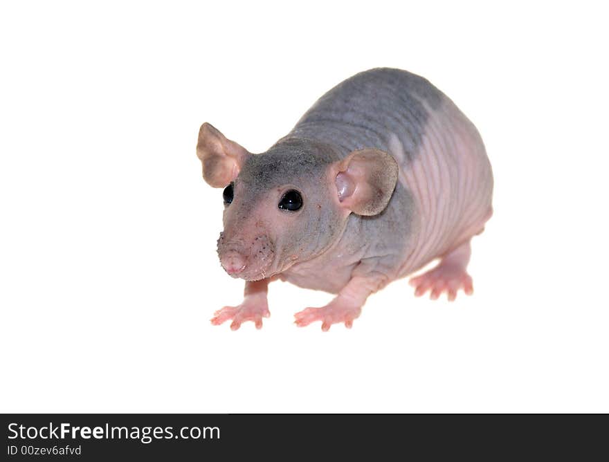 Furless rat