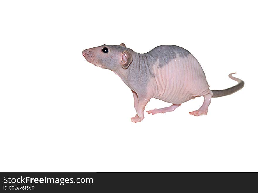 Furless rat