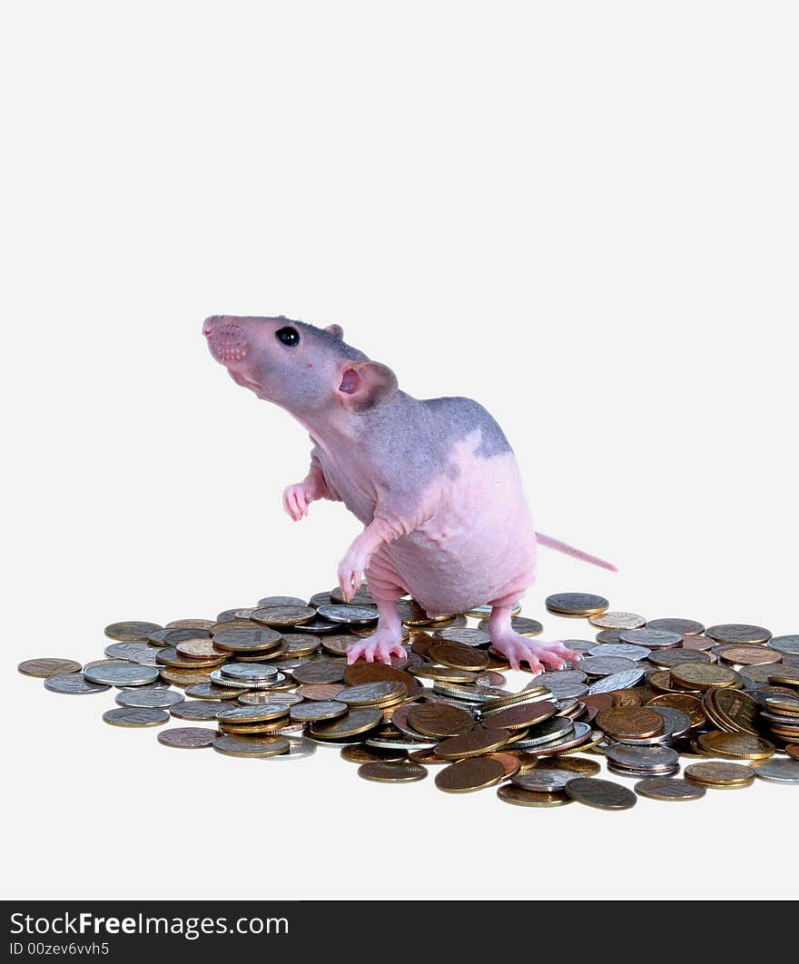 Naked furless rat, pink with black spots, standing on pile of money. Naked furless rat, pink with black spots, standing on pile of money