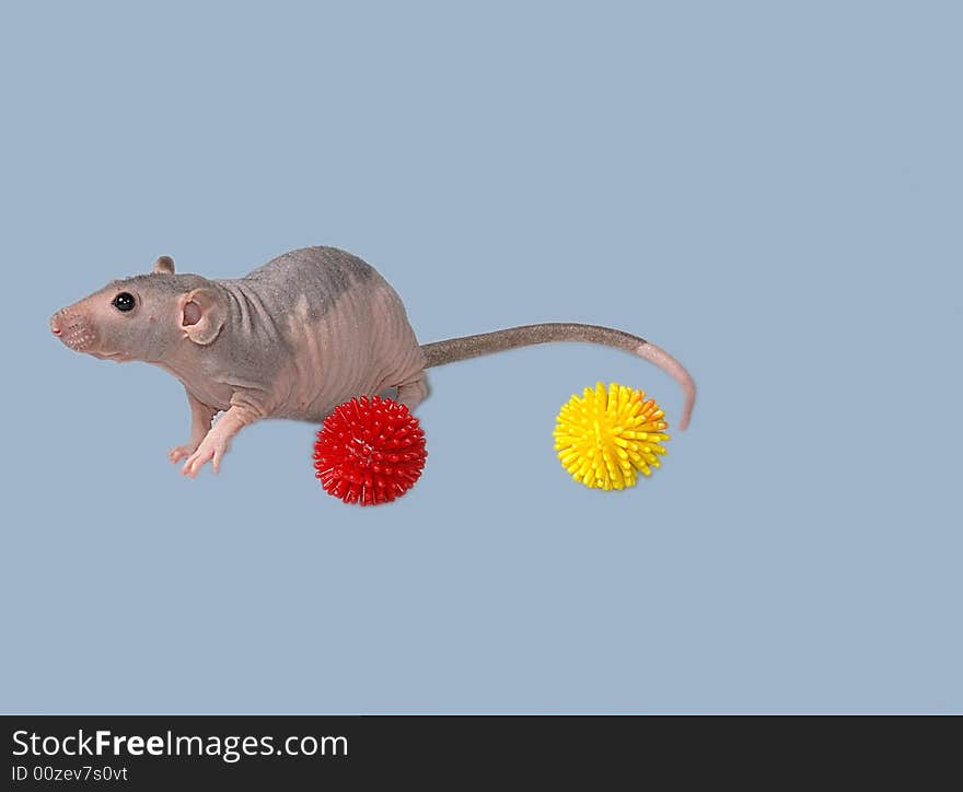 Furless rat playing toys