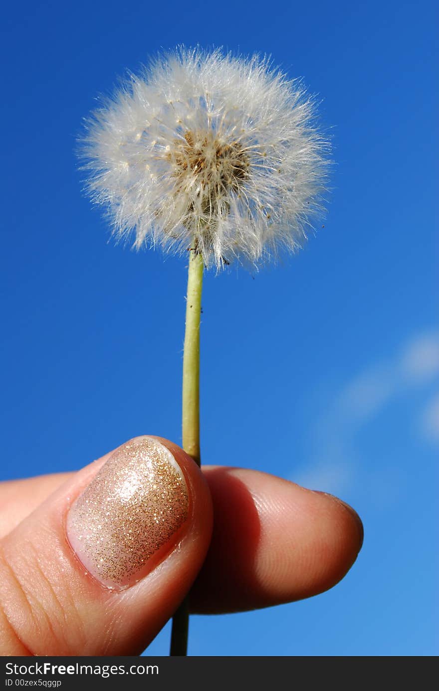 Dandelion in the hand on blue sky