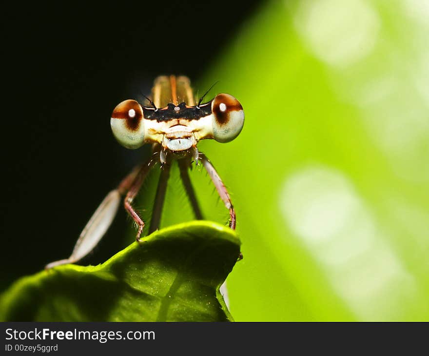 It's a beautiful damselfly, and you can see its big compound eyes~