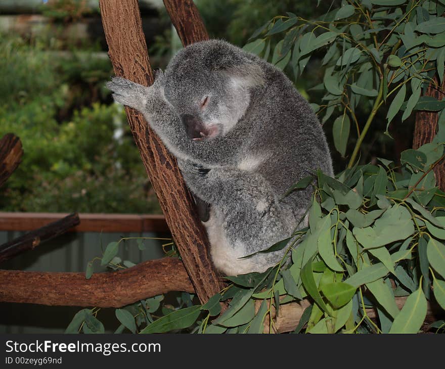 Koala Bear sleeping in tree
