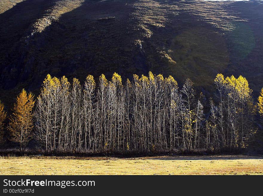 The poplar is beautiful in the autumn. The poplar is beautiful in the autumn