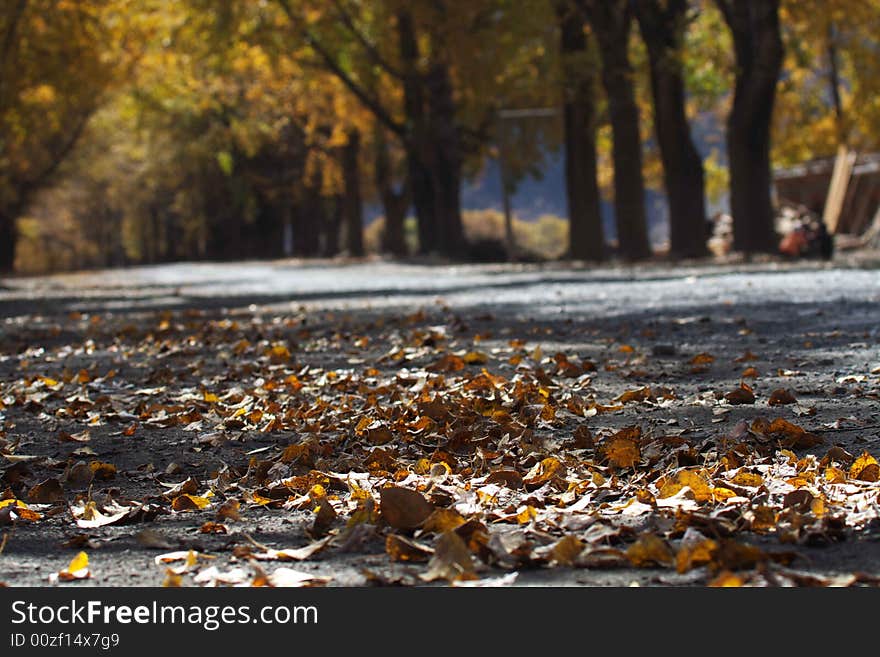 The autumn leaves are beautiful