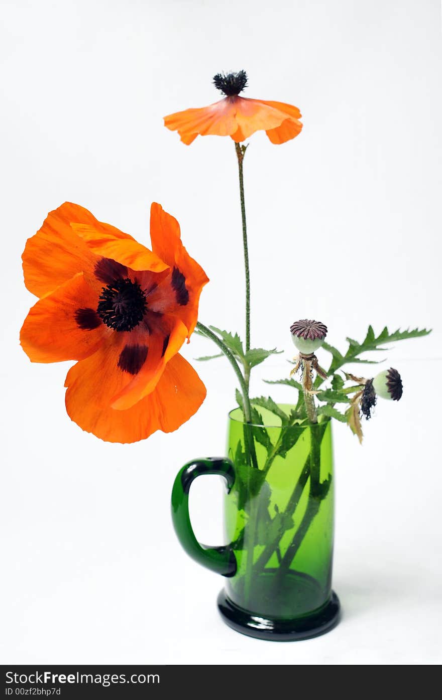 Poppy in green glass isolated on white background