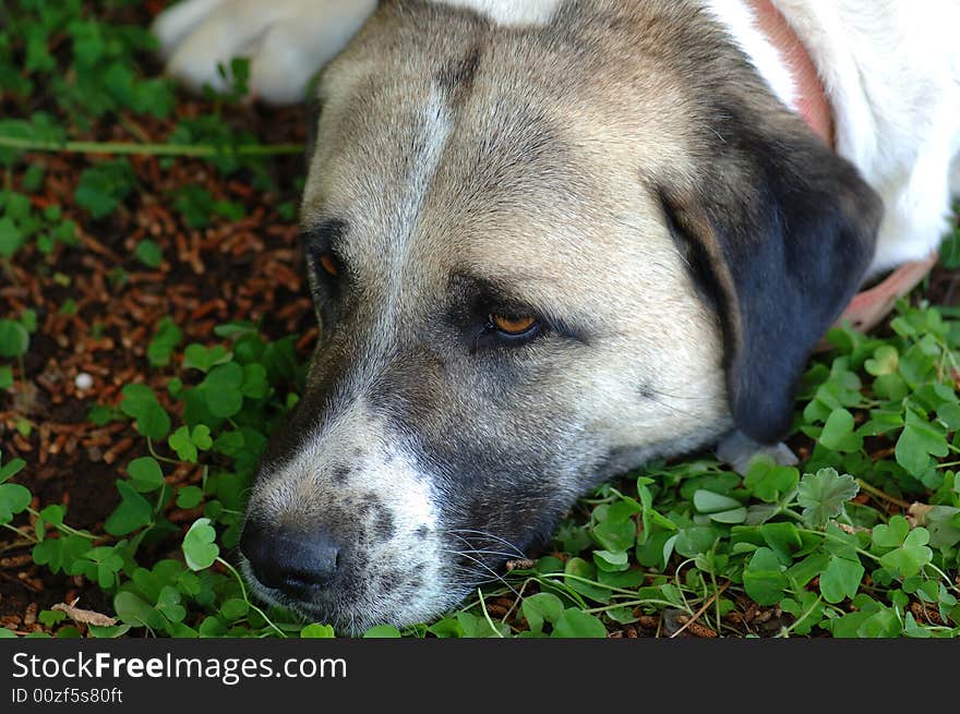 A closeup portrait of a turkish herding dog laying on the ground with sad eyes