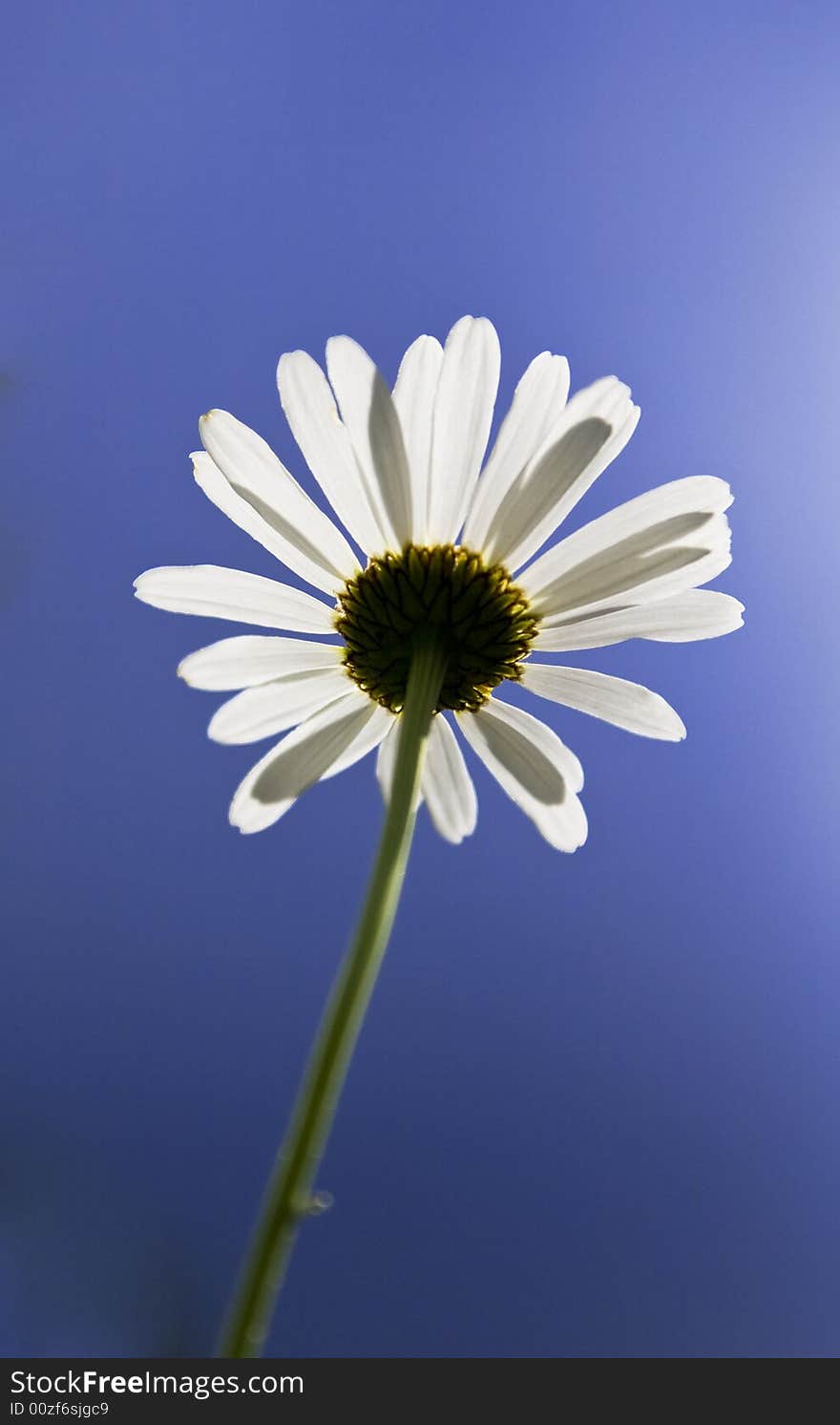 Beautiful little chamomile against blue sky