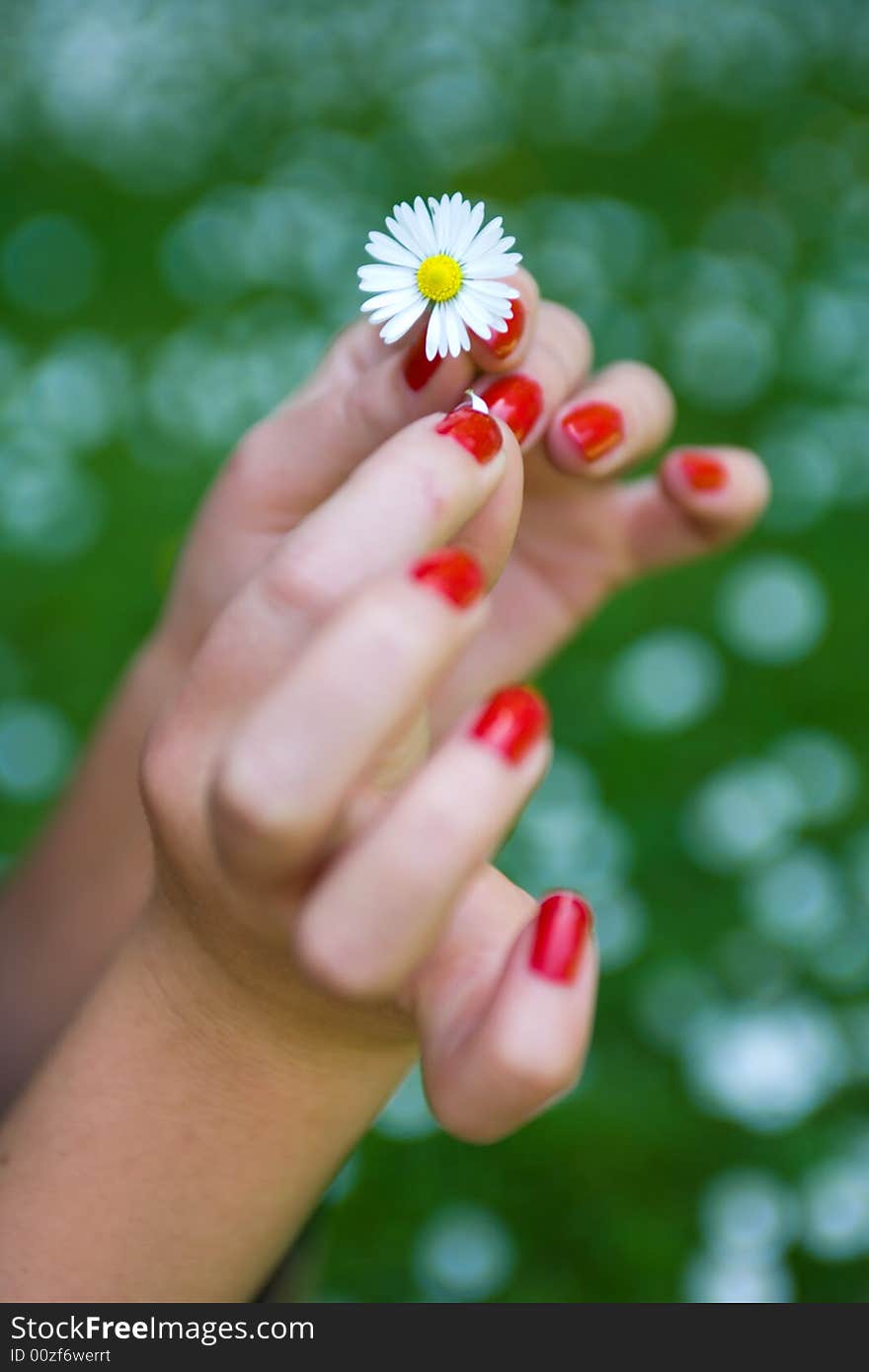 Hands and white daisy