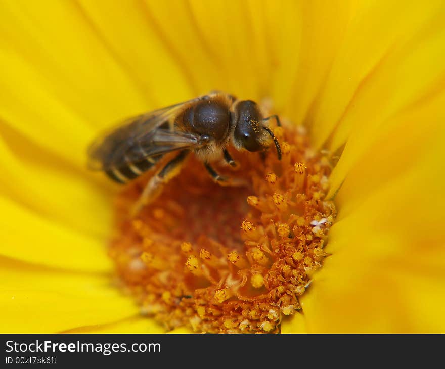 Bee collecting honey on a yellow flower