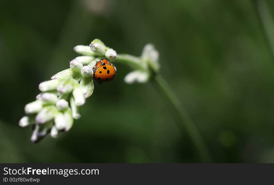 Ladybirds having sex on a petal