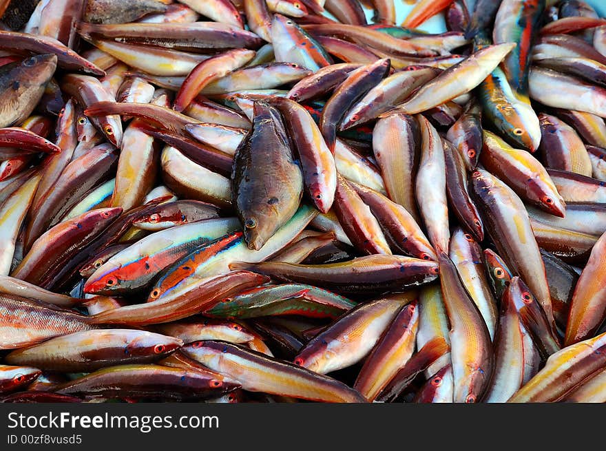 Heaps of freshly caught fishes. Heaps of freshly caught fishes