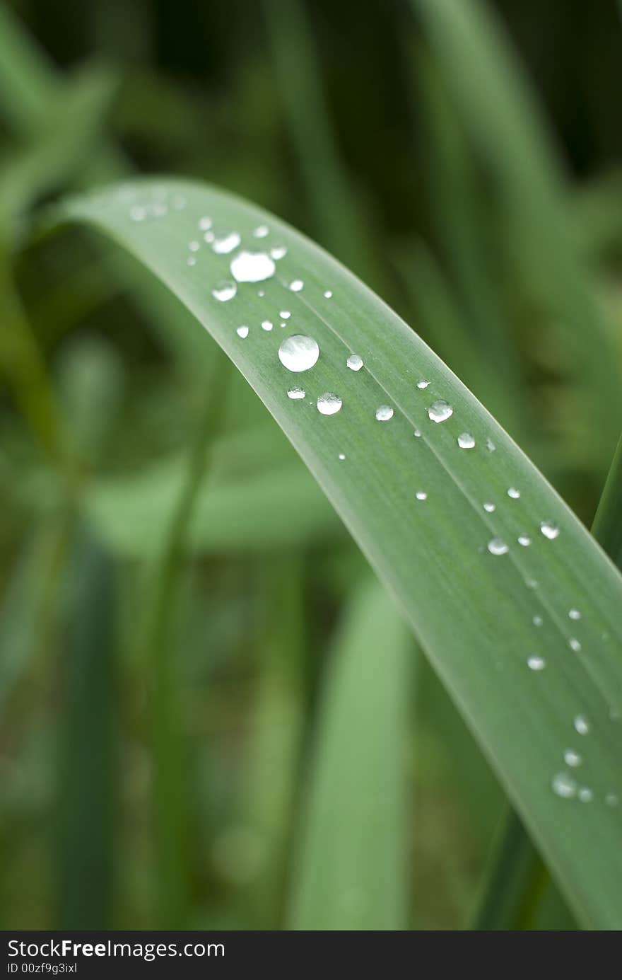 Sparkling dewdrops on the green grass leaf. Sparkling dewdrops on the green grass leaf