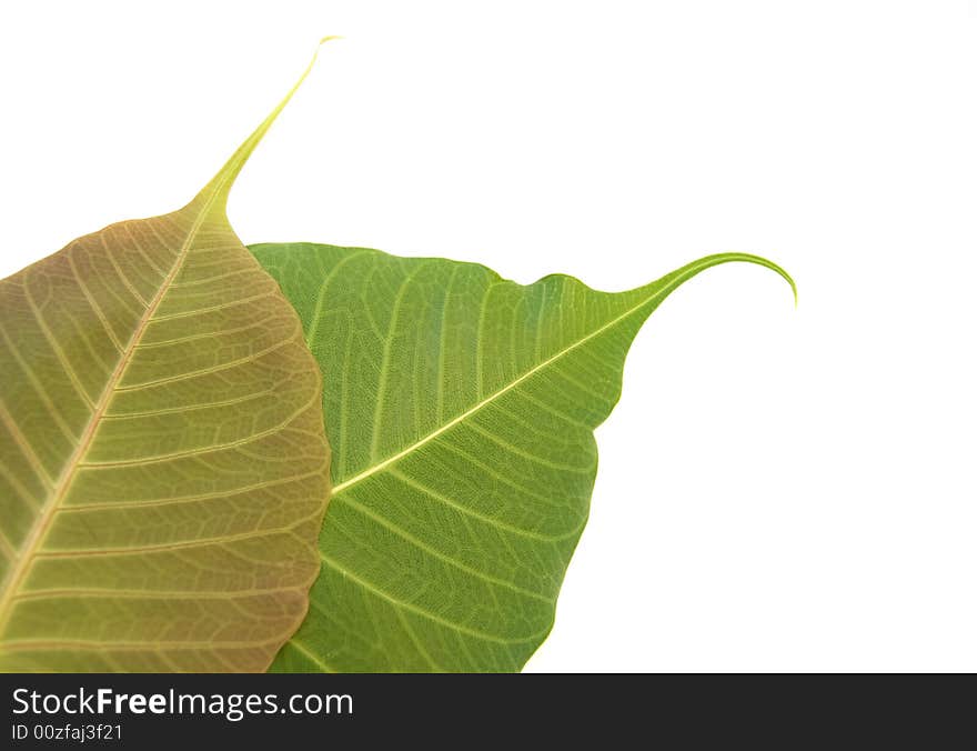 Color leaves detail on a white background