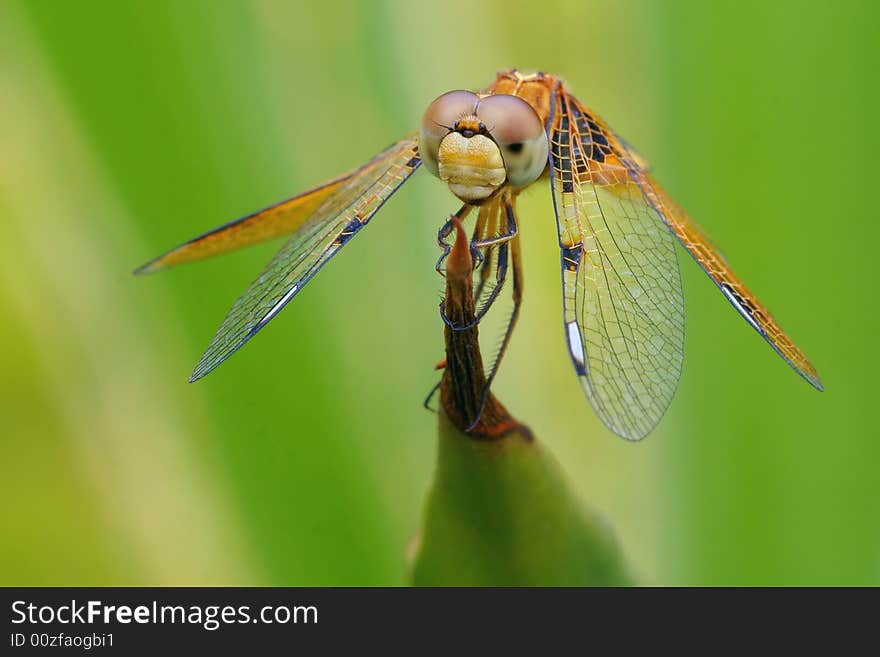 Dragonfly