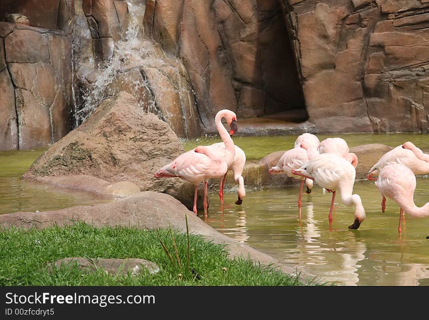 Rows of flamingos standing in water