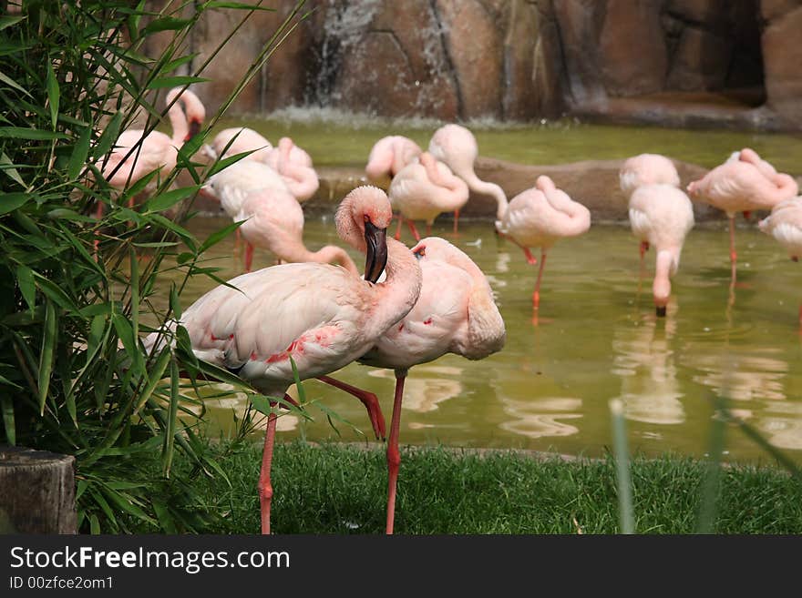 Rows of flamingos standing in water. Rows of flamingos standing in water