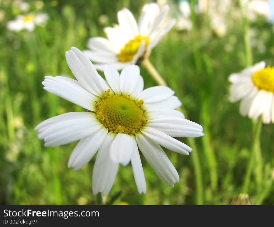 Daisy wildflowers on green meadow. Daisy wildflowers on green meadow