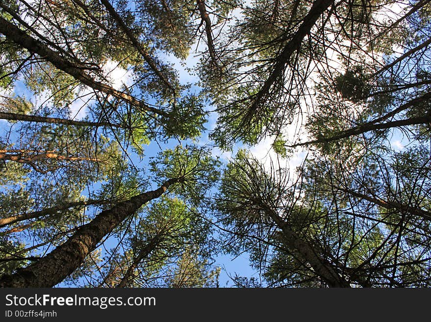 Green leafs in the forest