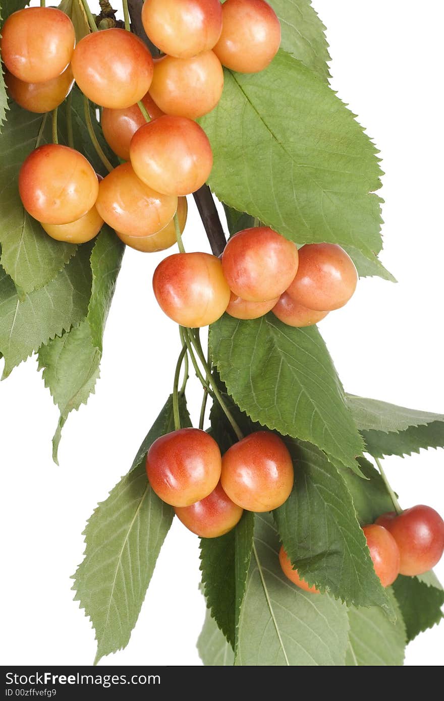 Fresh  cherries isolated on white background