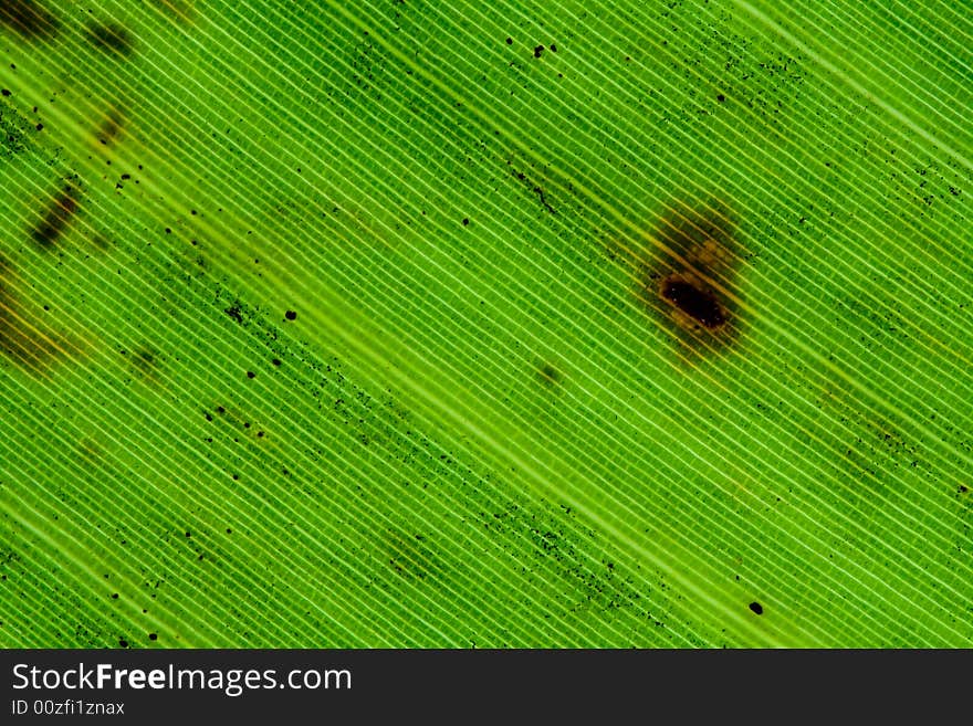 Green palm leaf texture background close up