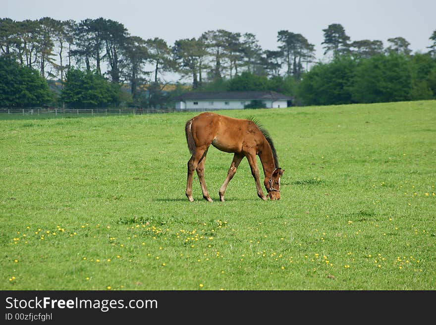 A young foal on the green grasses