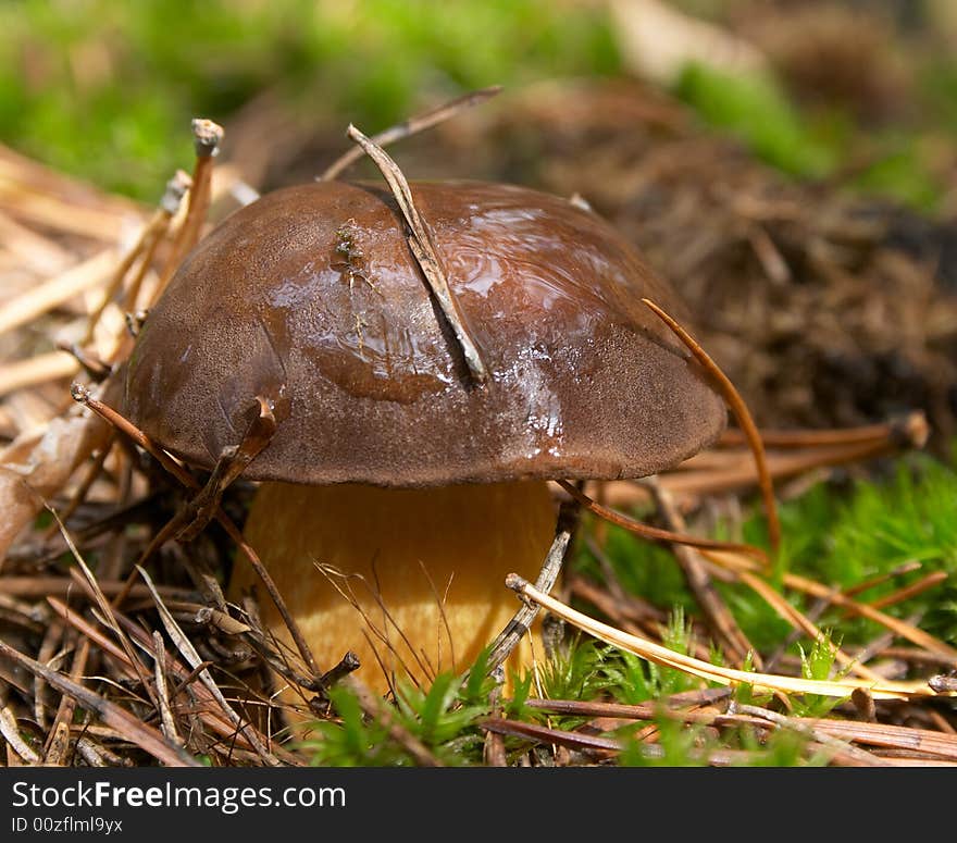 Mushroom with pine needles