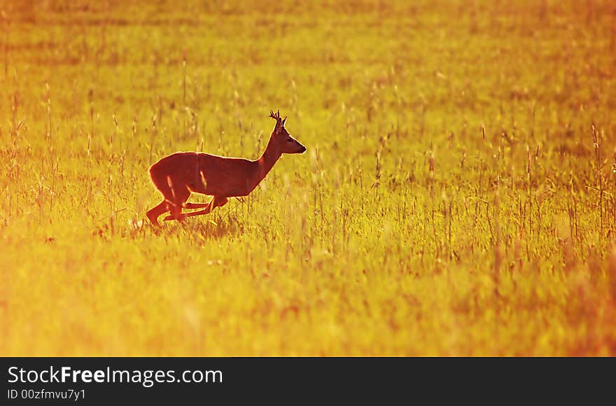 Animal background beautiful roe-deer running. With copyspace. Animal background beautiful roe-deer running. With copyspace