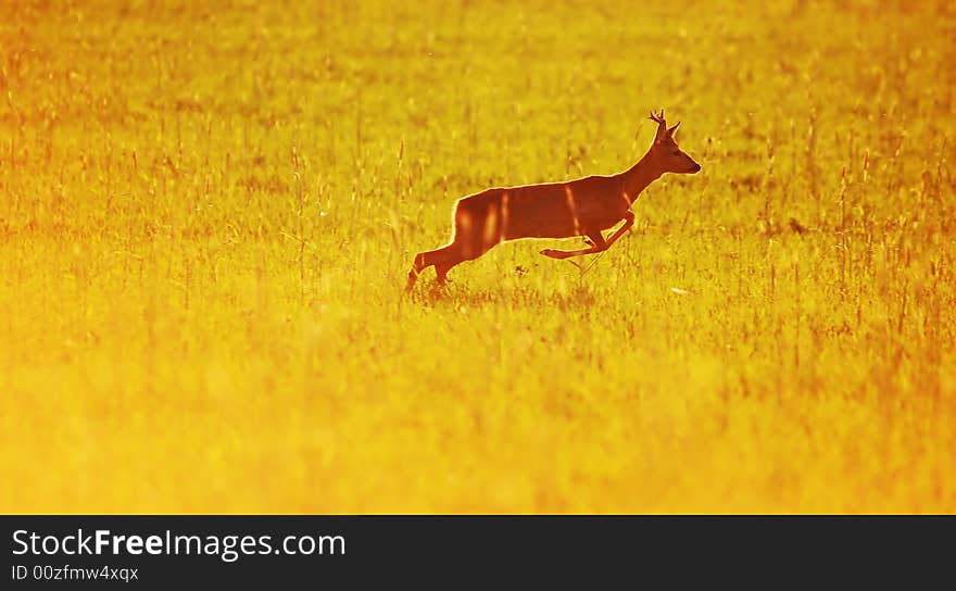 Animal background. Roe-deer