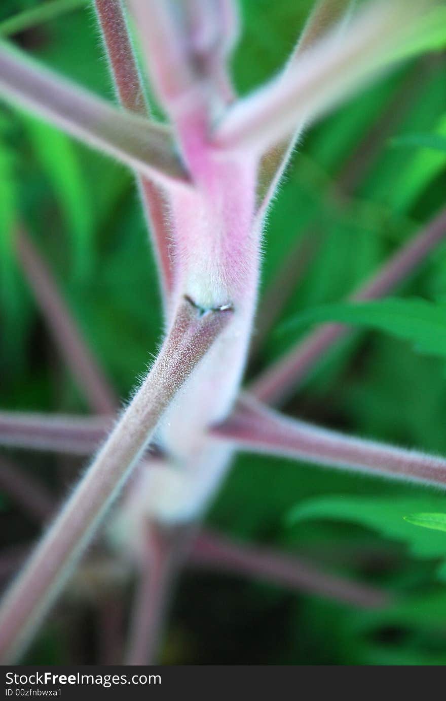 Detail Of A Flower