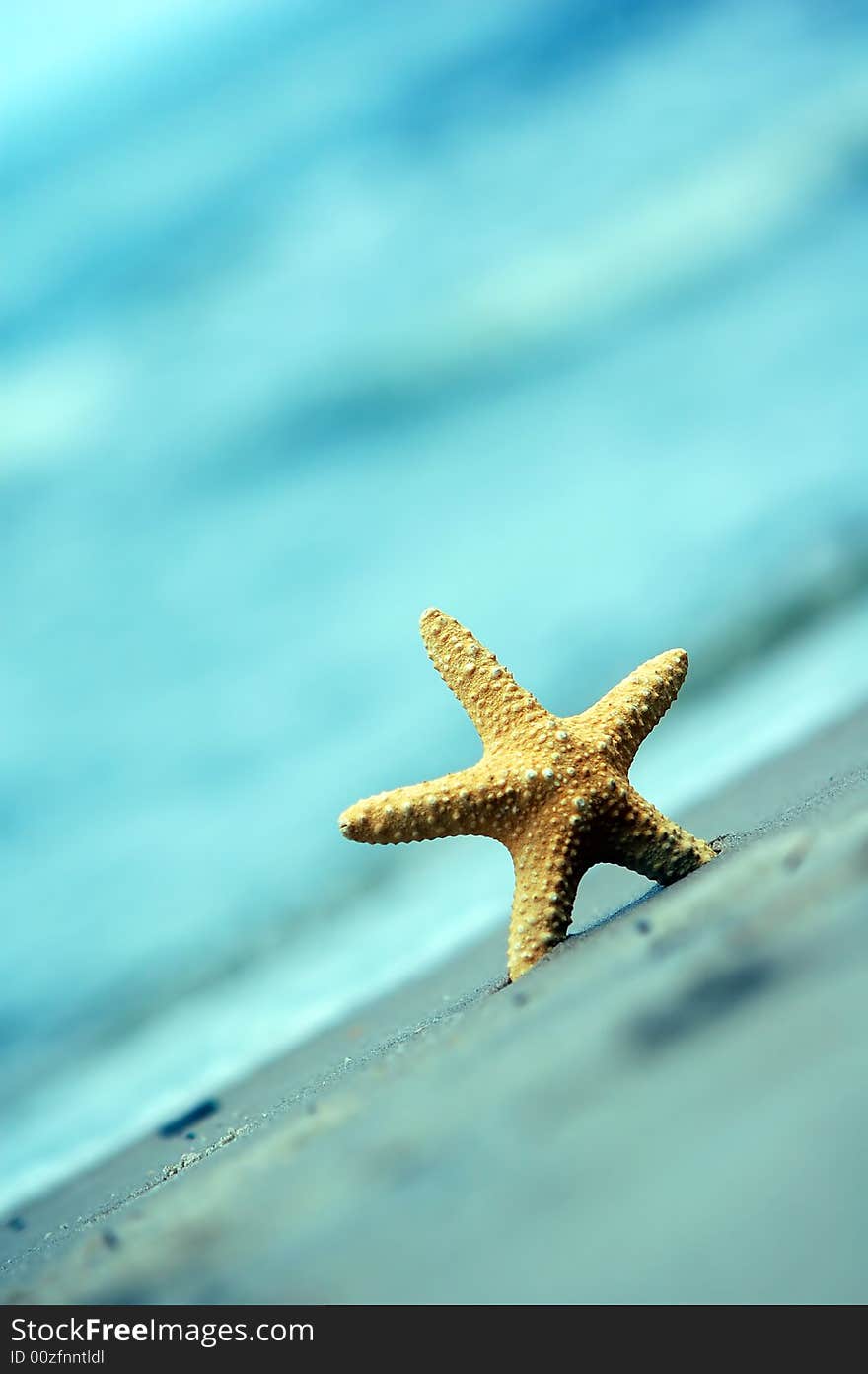 Starfish on the tropical beach