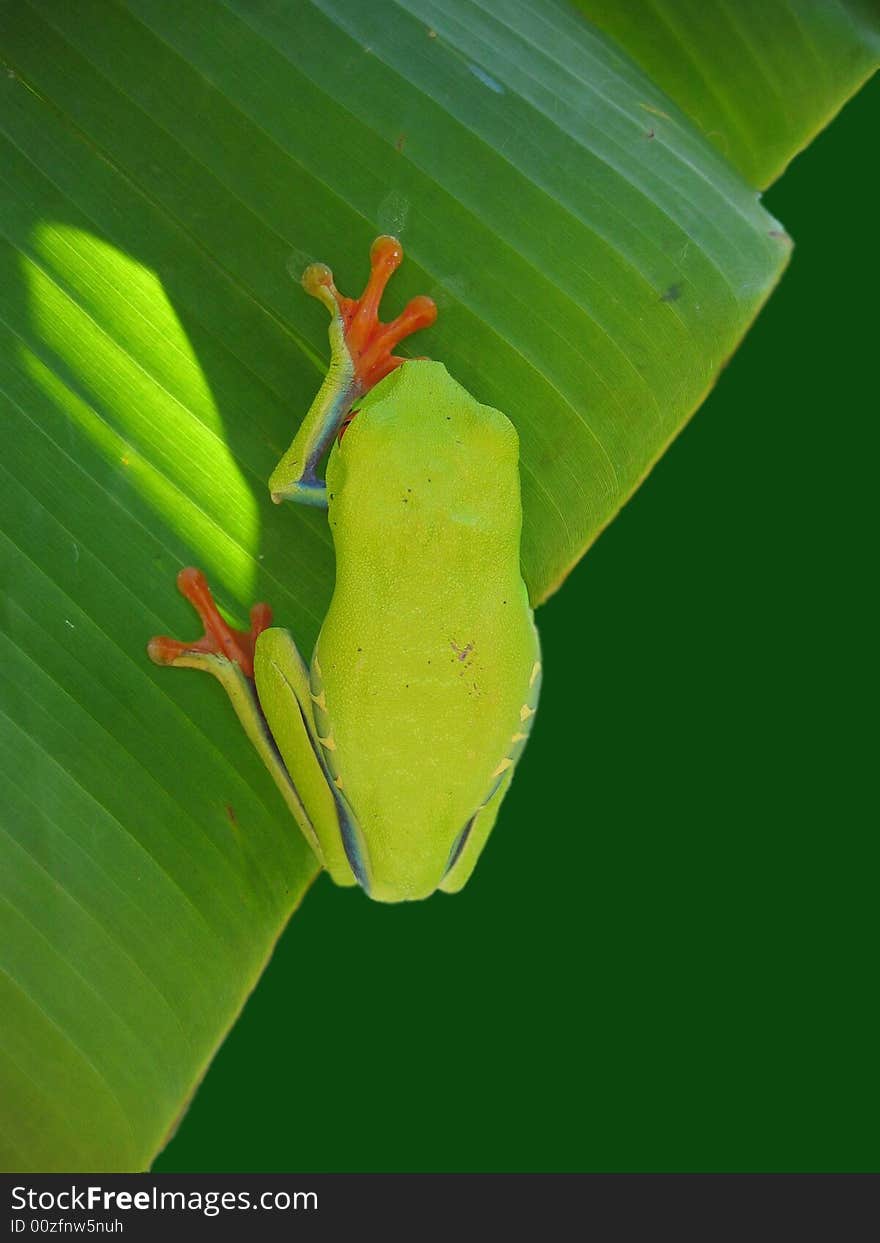 Red eyed tree frog hanging on a leaf with a green background seen from the back