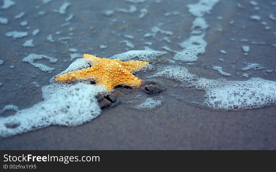 Starfish on the tropical beach